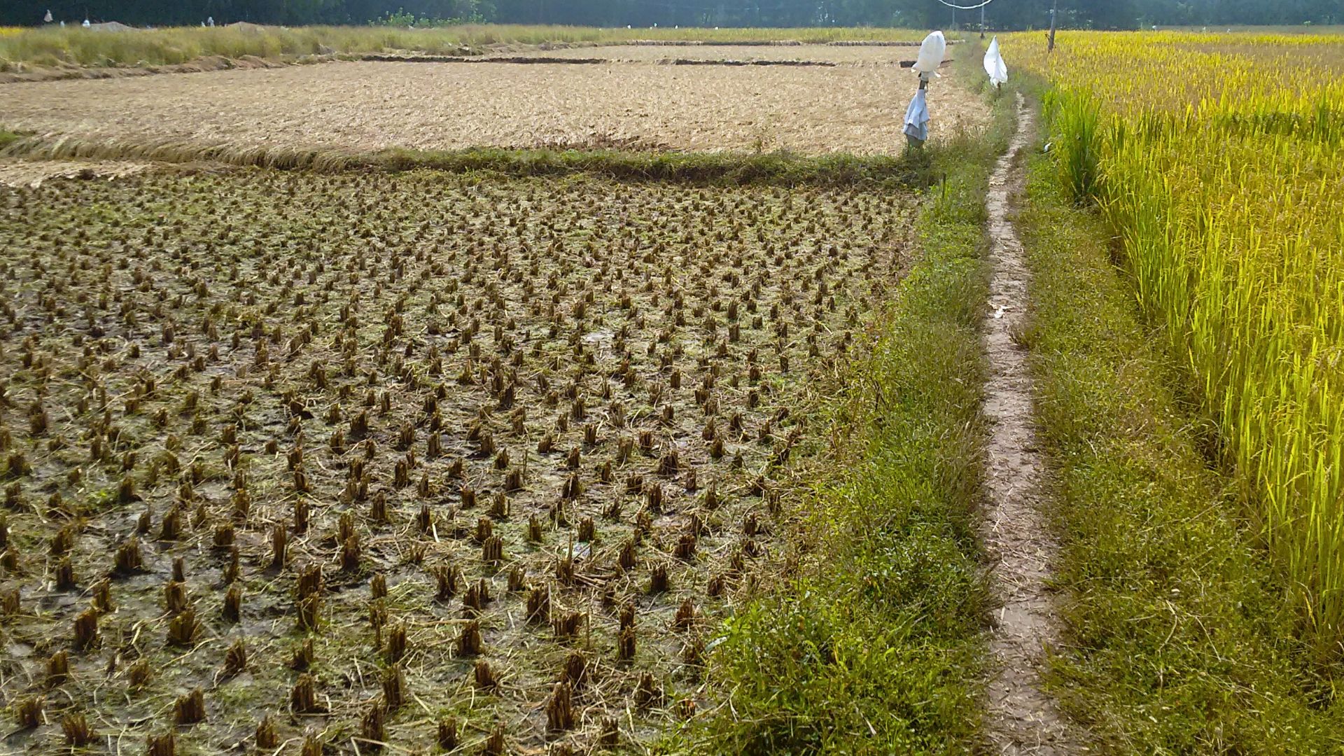 Climate-smart farming with multicropping and sub-surface drip irrigation significantly improves farm yield and effiiency