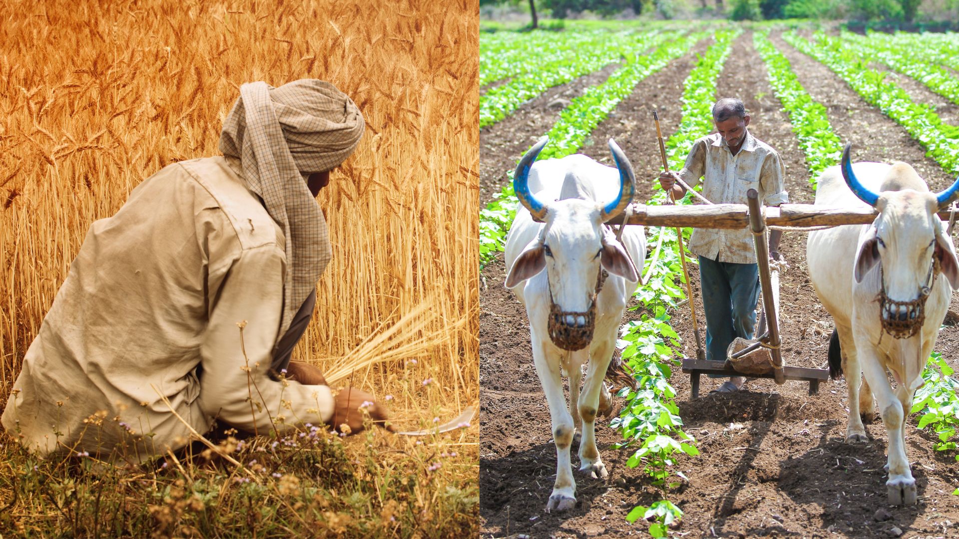 Field management practices and low irrigation crops can beat the Water-Energy-Food-GHG Nexus