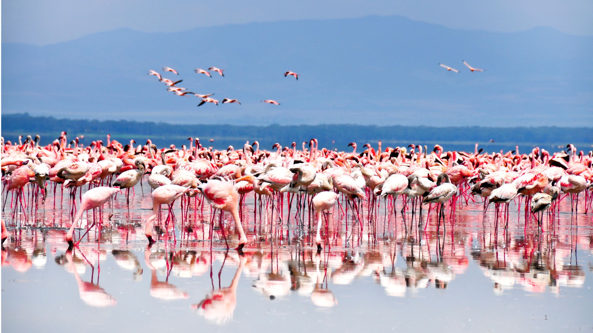 Expanding Salt Pans and algal booms are threatening India’s iconic flamingos of Sambhar Lake in Rajasthan