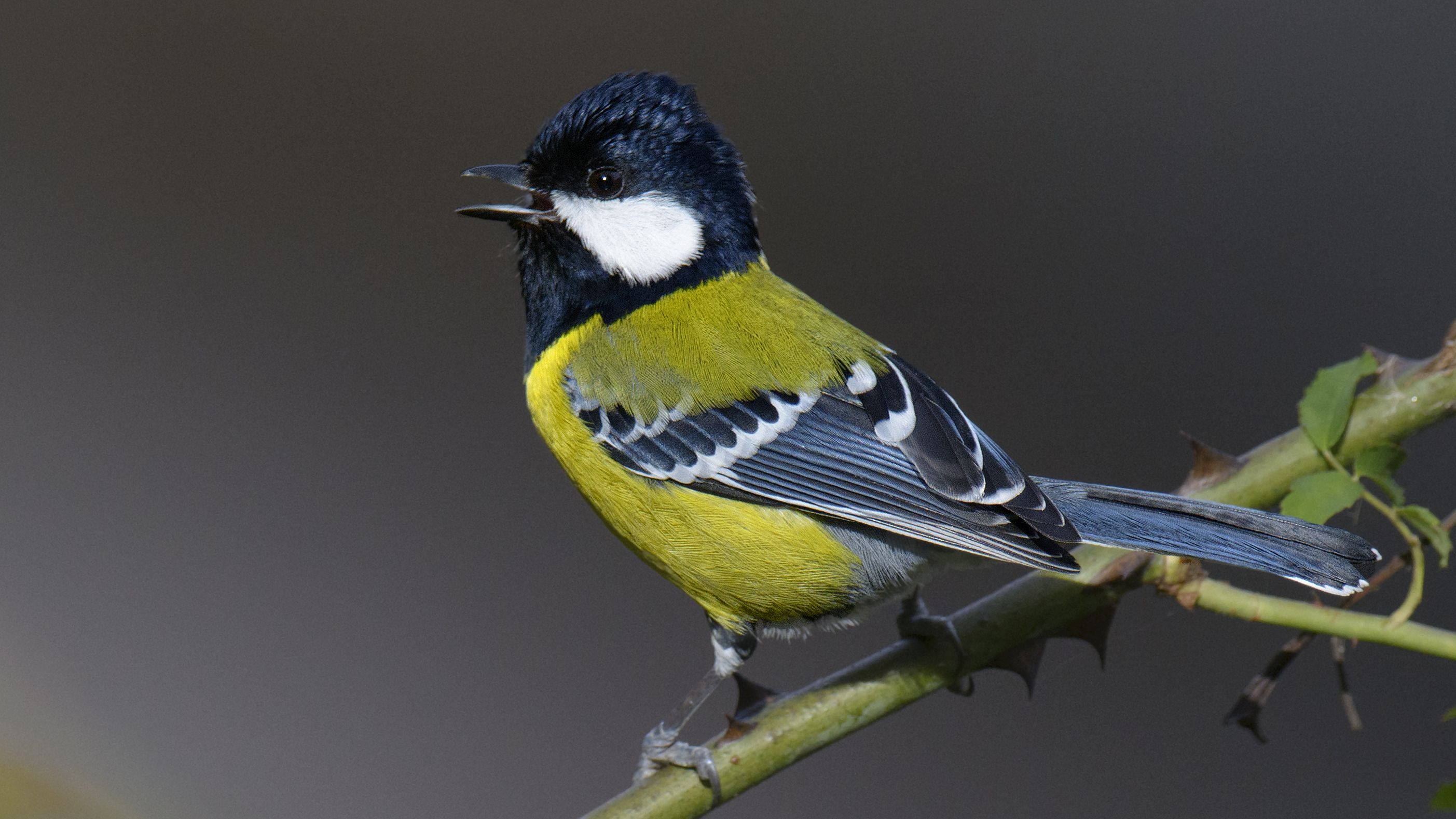 Breasts and beaks reveal gender in a Himalayan songbird
