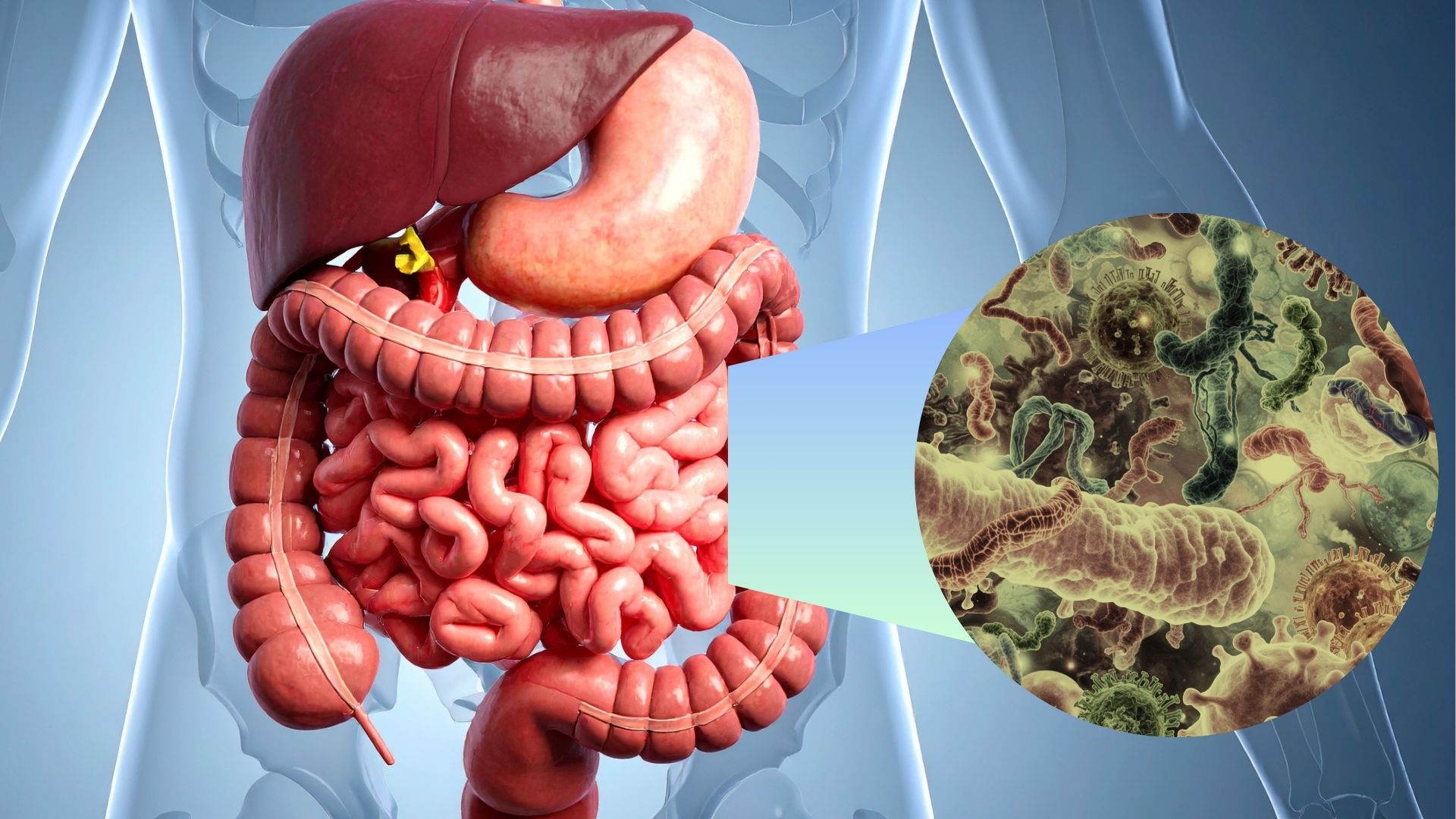 A compound produced by the gut microbiome found to block long-term antibody defences