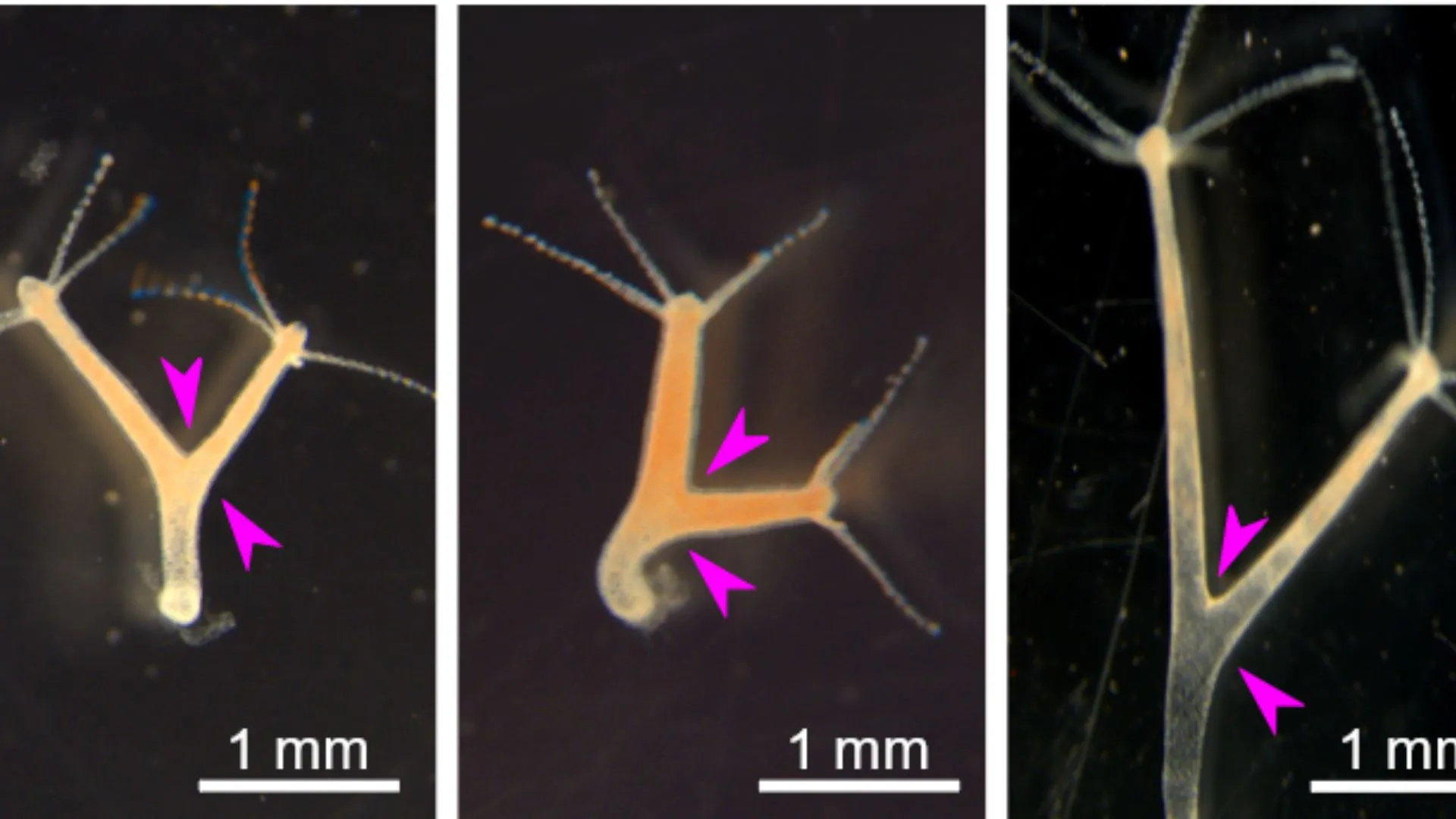 Researchers identify key protein that triggers the molecular pinch during budding of the immortal Hydra