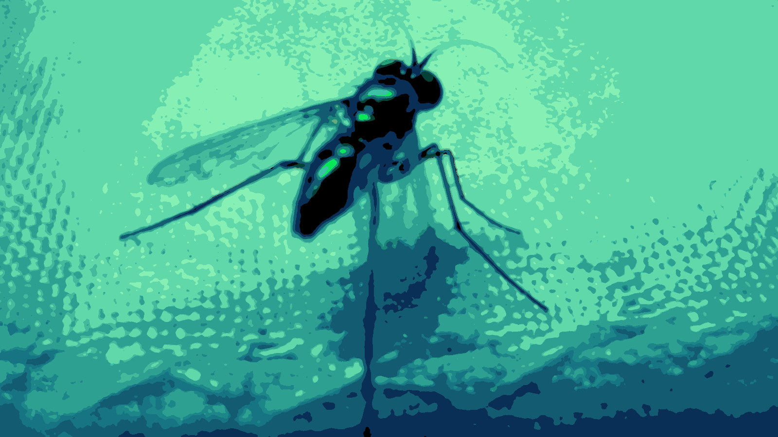 Tracing the Roots of Zika Virus