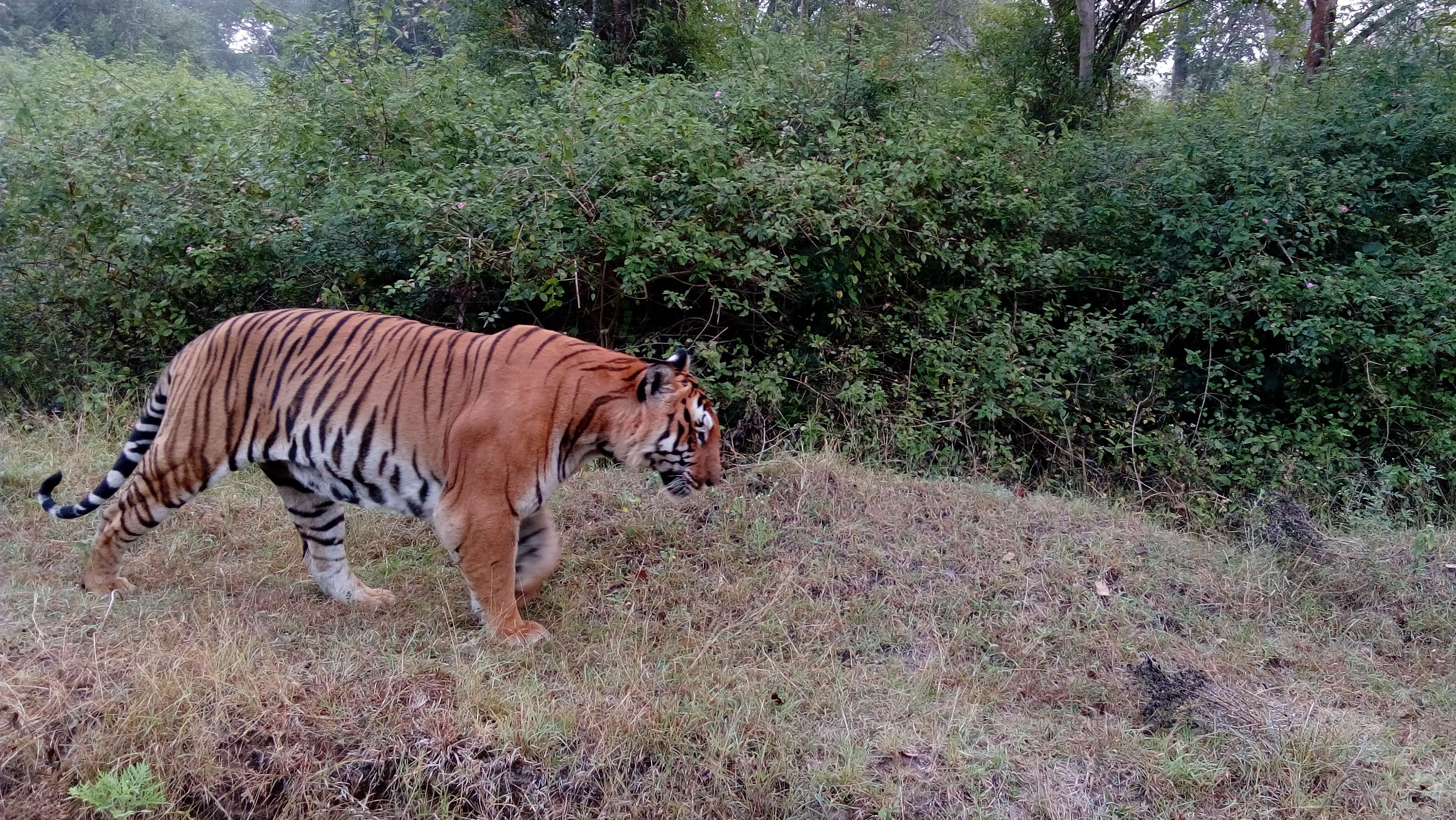 Factors beyond poaching that threaten our national animal: tiger