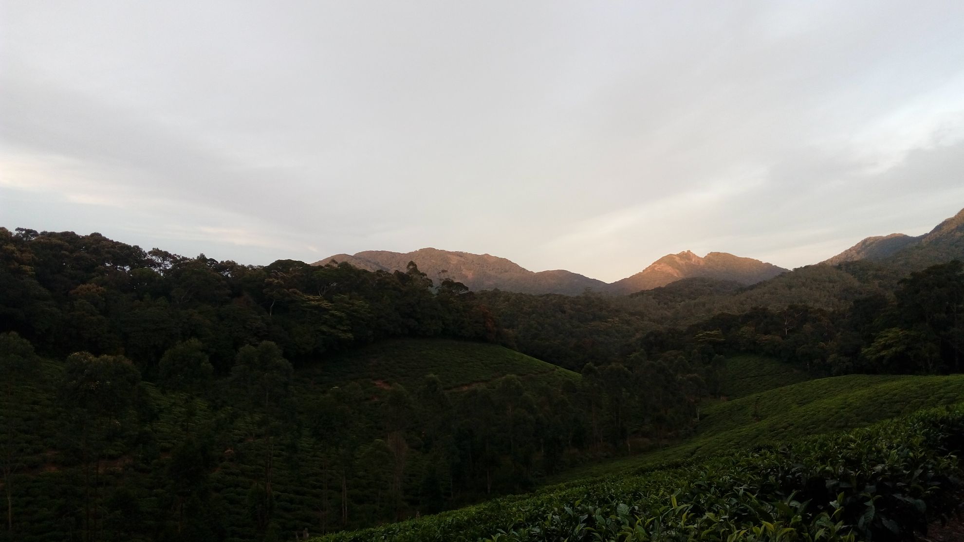 Blues in the blue Nilgiris