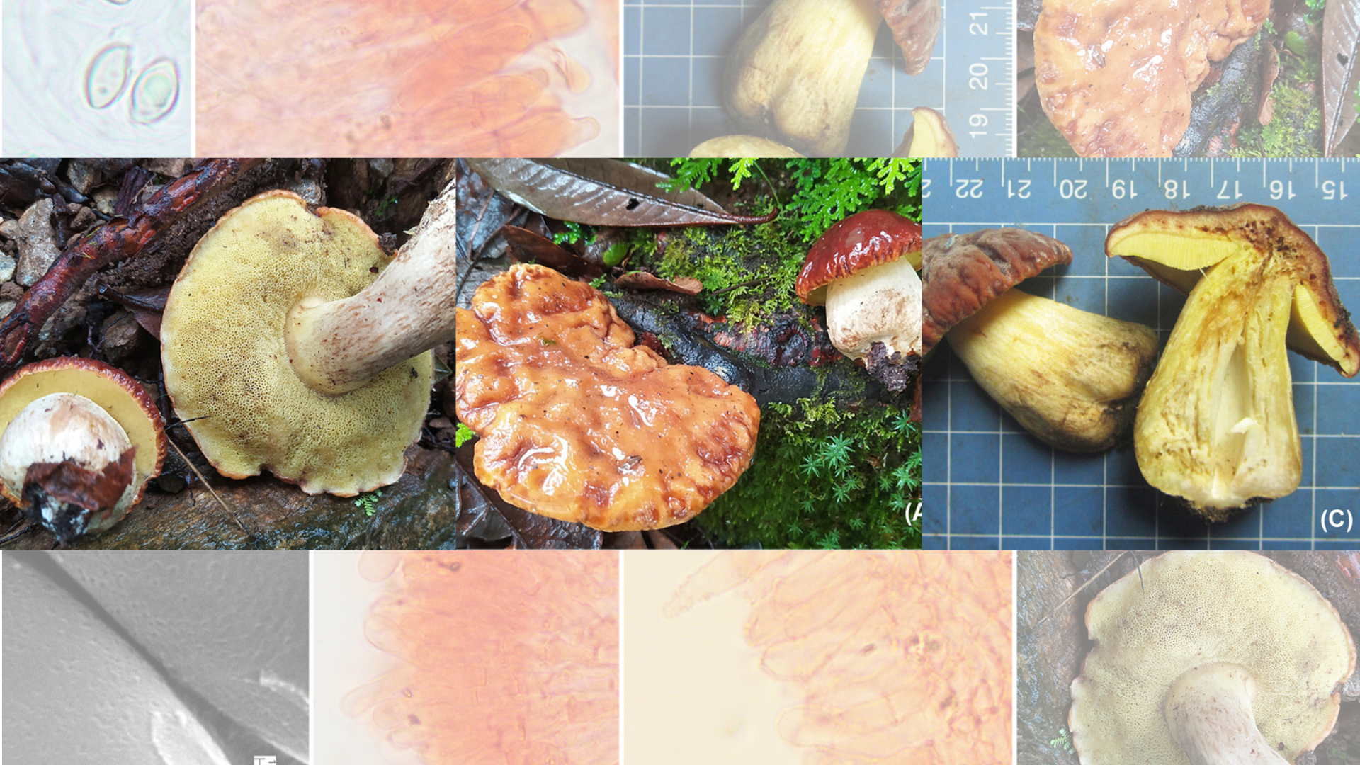New Pitted-Spore mushroom found in Himalaya’s oak forests in Uttarakhand