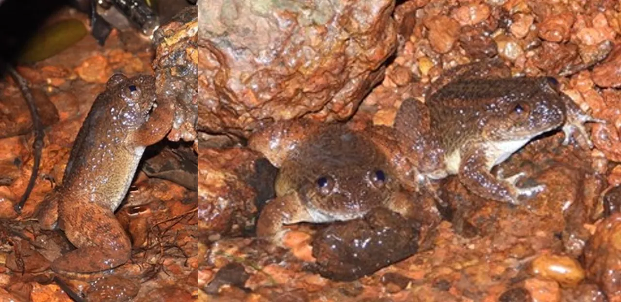 Hiding in Plain Sight: New ‘Kali’ Night Frog Discovered in the Western Ghats