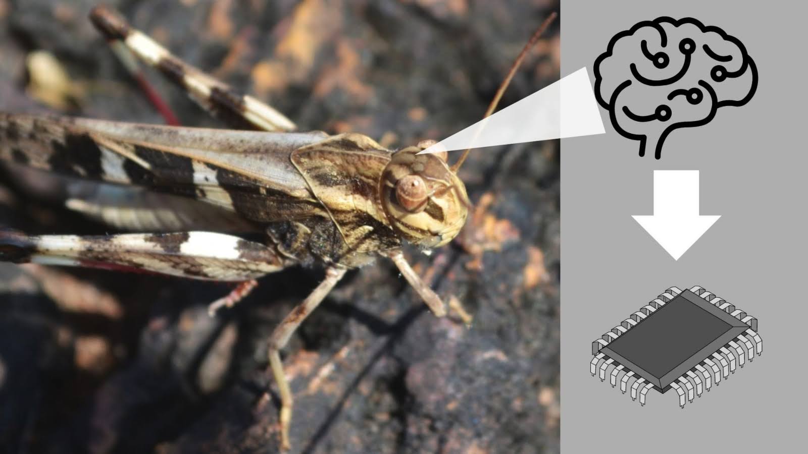 Mimicking locust brains: scientists develop low-power artificial neurons capable of obstacle detection