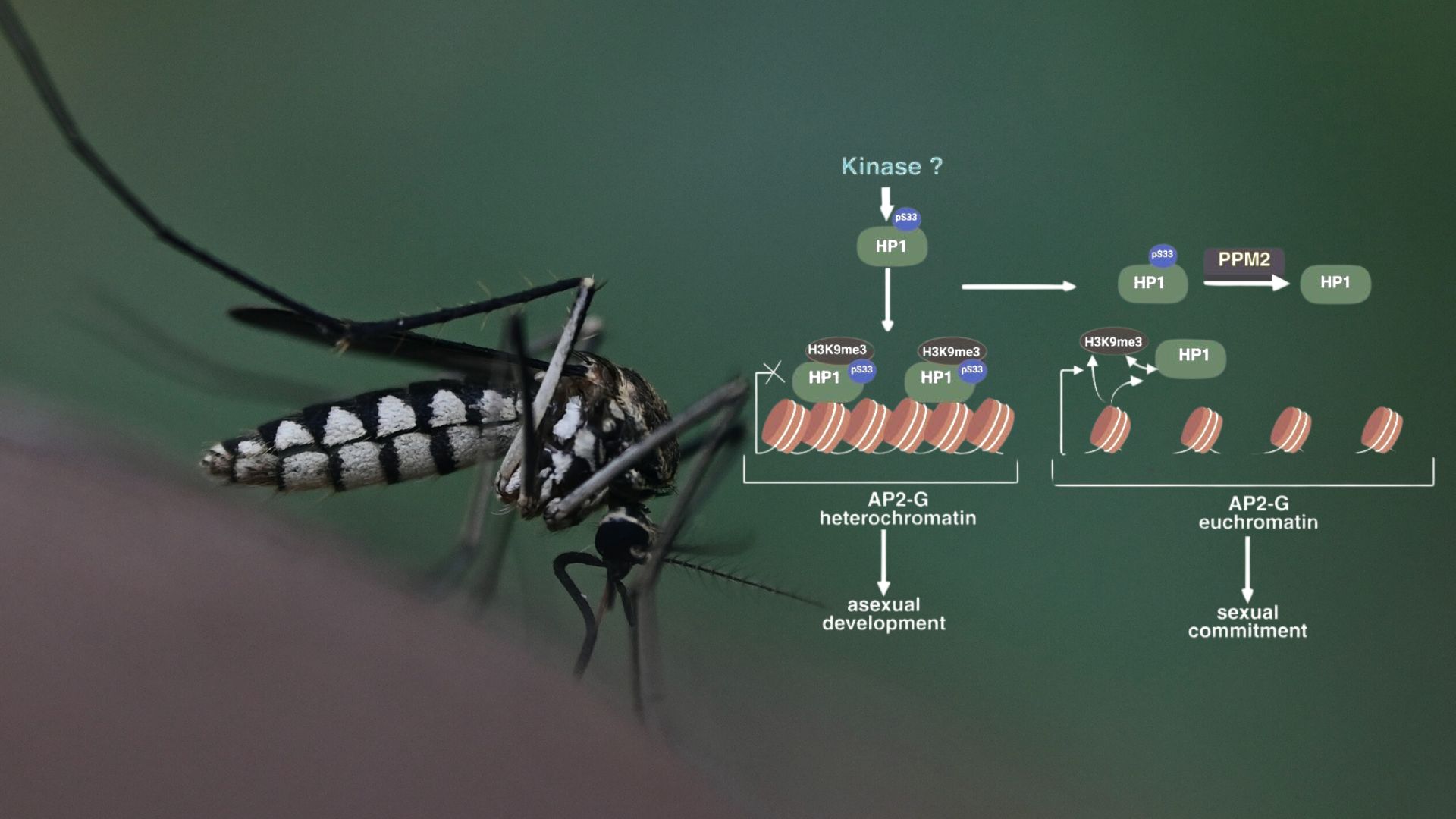 In a breakthrough for malaria eradication, researchers identify key protein for the parasite’s reproduction