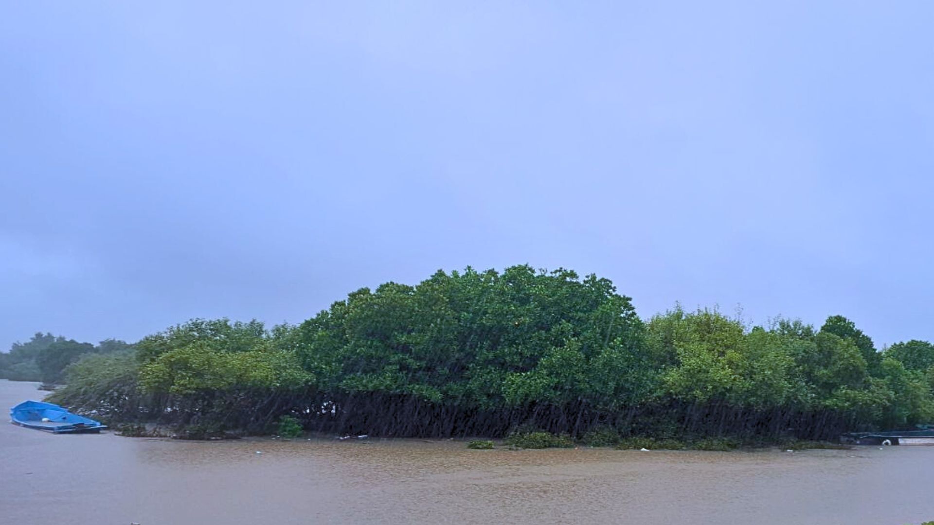 New study finds significant gaps in India’s mangrove studies
