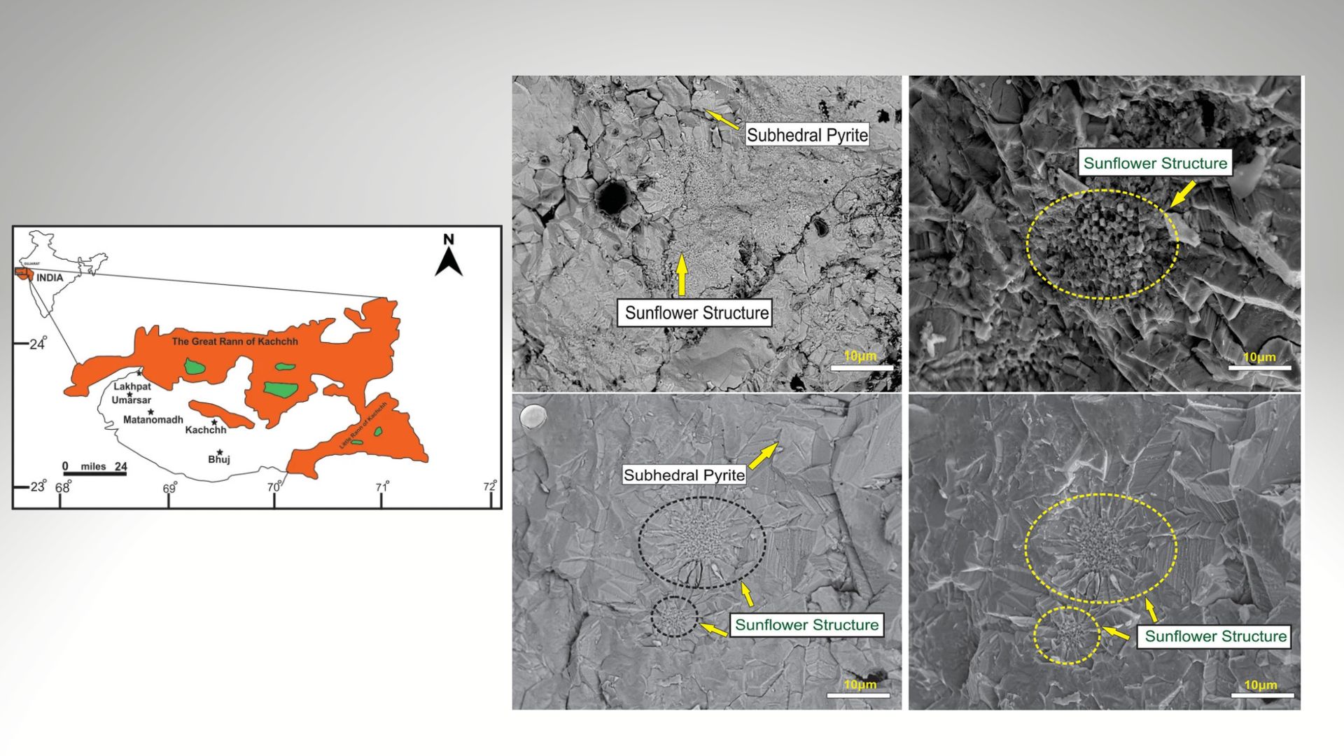 Rare sunflower- structured ‘fool's gold’ pyrite discovered in Gujarat’s coal mines