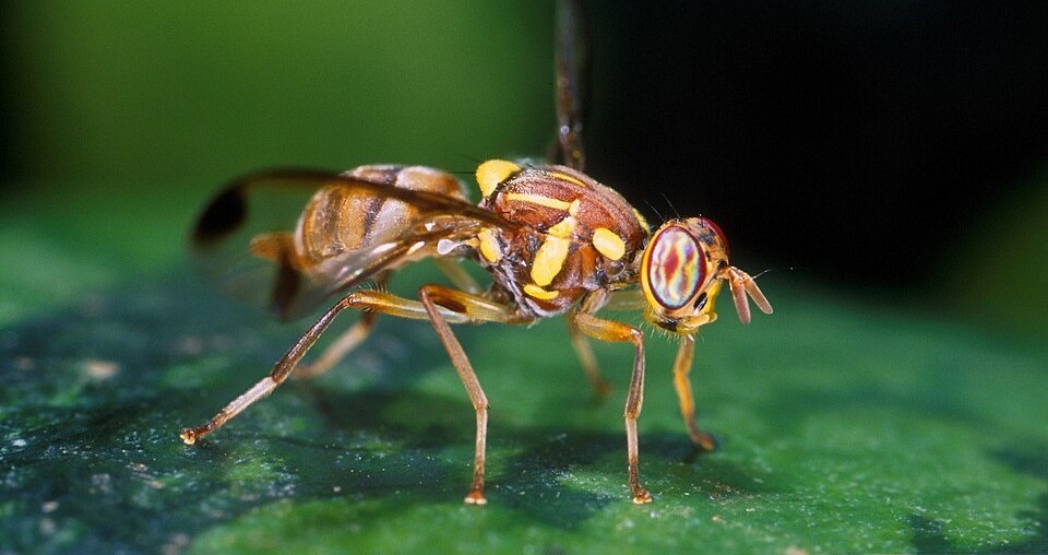 A new rapid test for on-site genetic detection of a global Invasive pest, the melon fly
