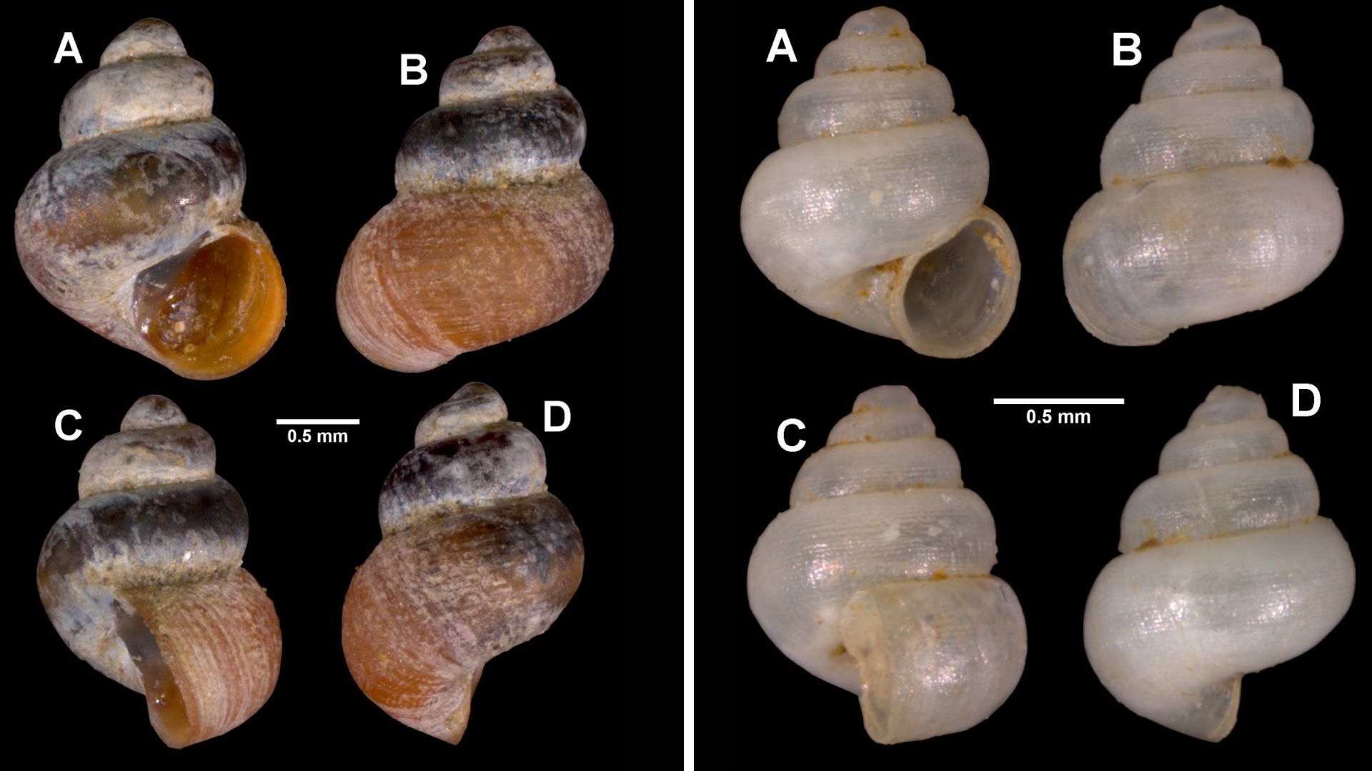 Two New Species of Cave-Dwelling Micro Snails Uncovered in Meghalaya
