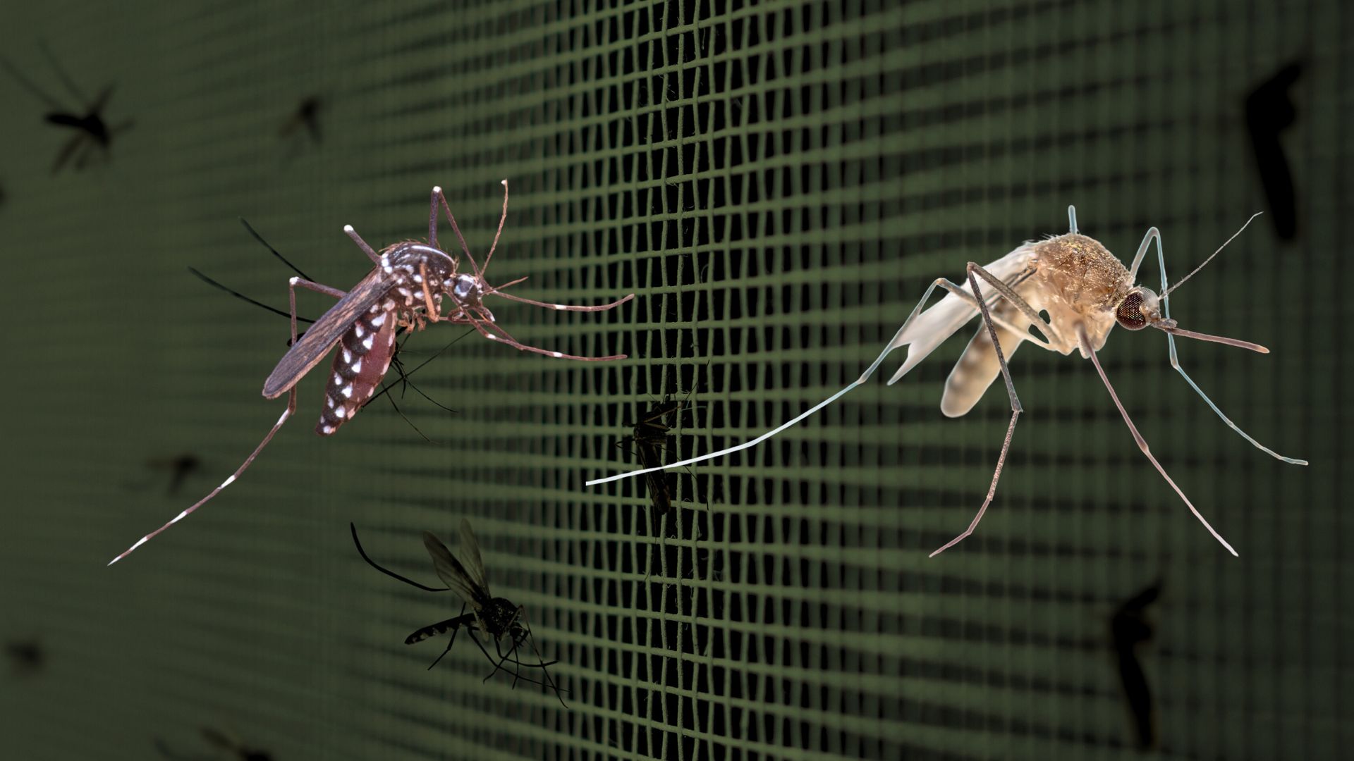 Researchers Map Mosquito Diversity in Kerala to Fight Disease