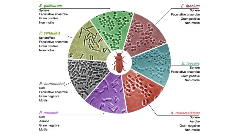 Shape Matters: New Research Reveals Impact of 3D Environments on Bacterial Growth