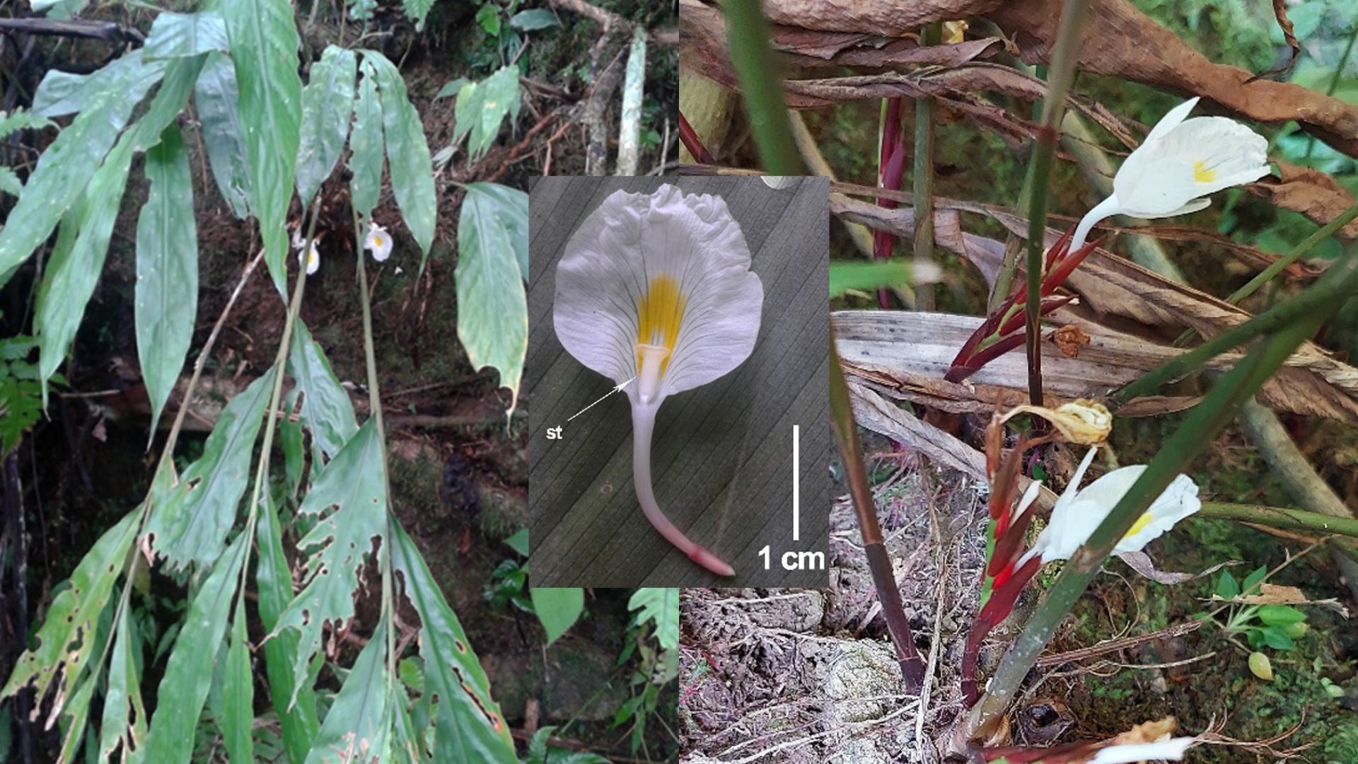 New species of rare white-flowered ginger discovered in Northeast India