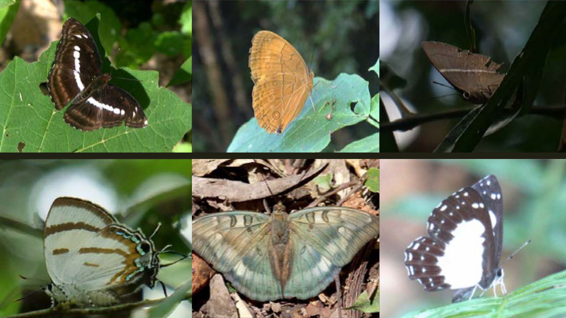 Six new species of butterflies discovered near Siang Valley in Arunachal Pradesh