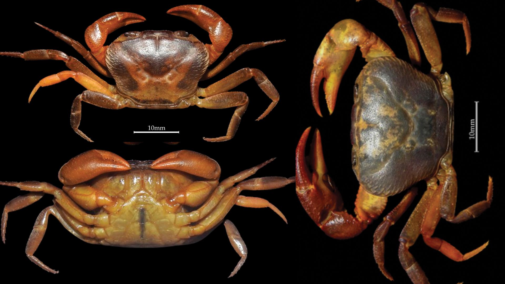 New Freshwater crab species discovered from Yercaud