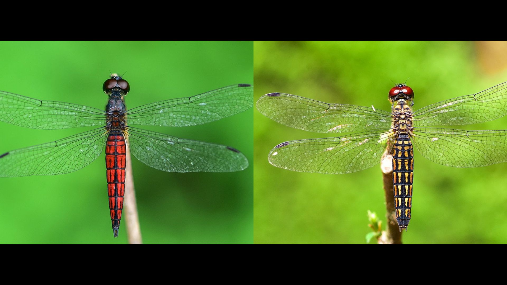 New 'Slender Bombardier' Dragonfly Discovered in Kerala Gardens