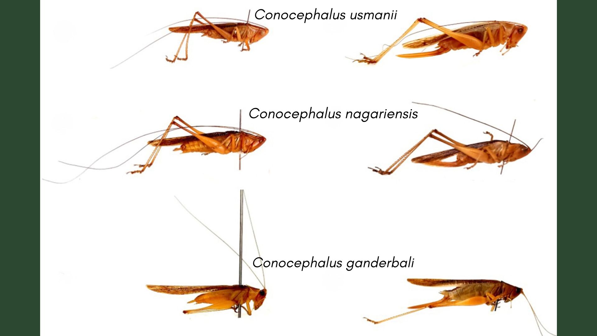 Hidden in the grass: Researchers discover three new species of ‘musical’ katydids in Kashmir