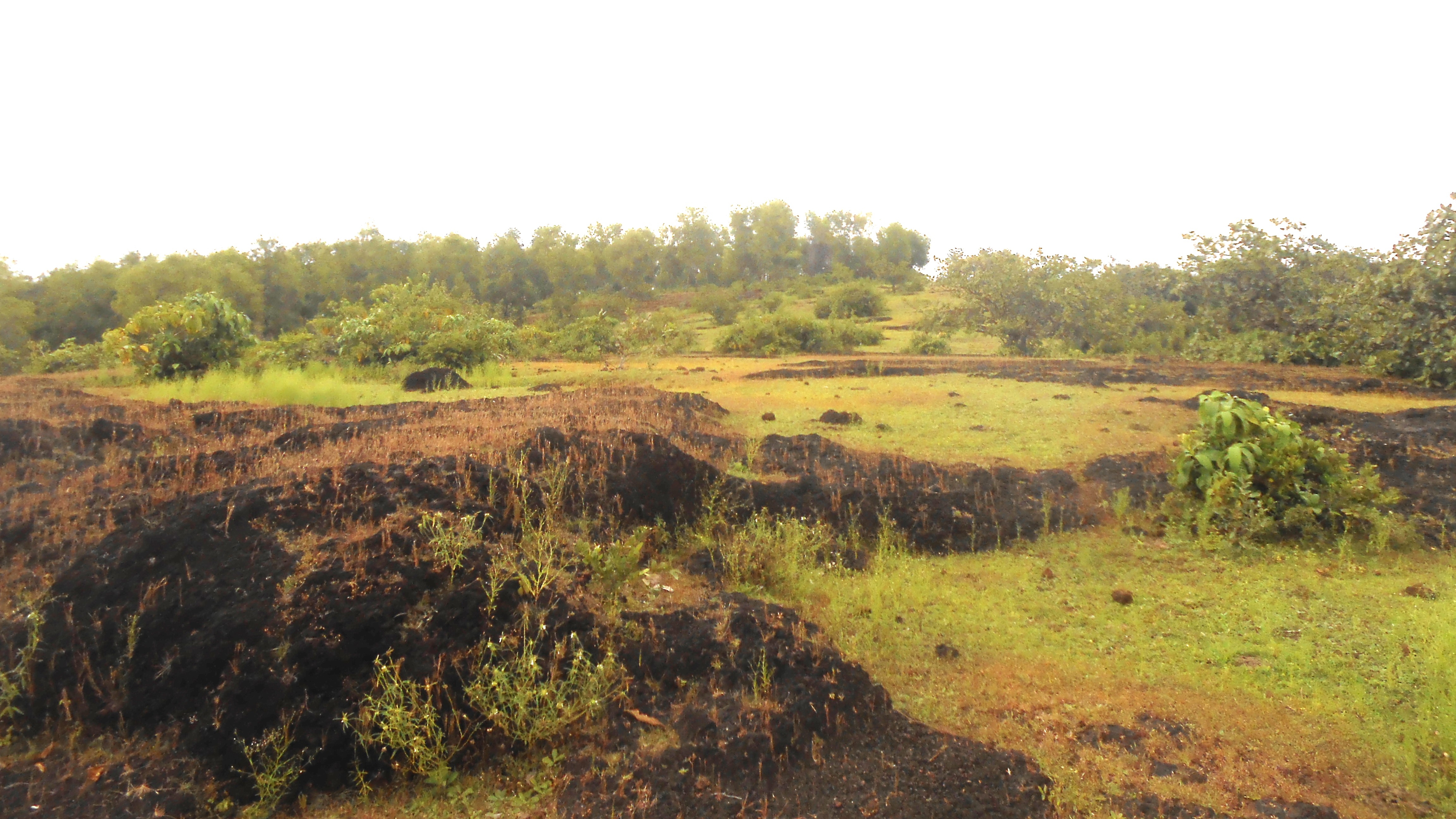 India’s largest Open Natural Ecosystem (ONE) Maps explorer launched