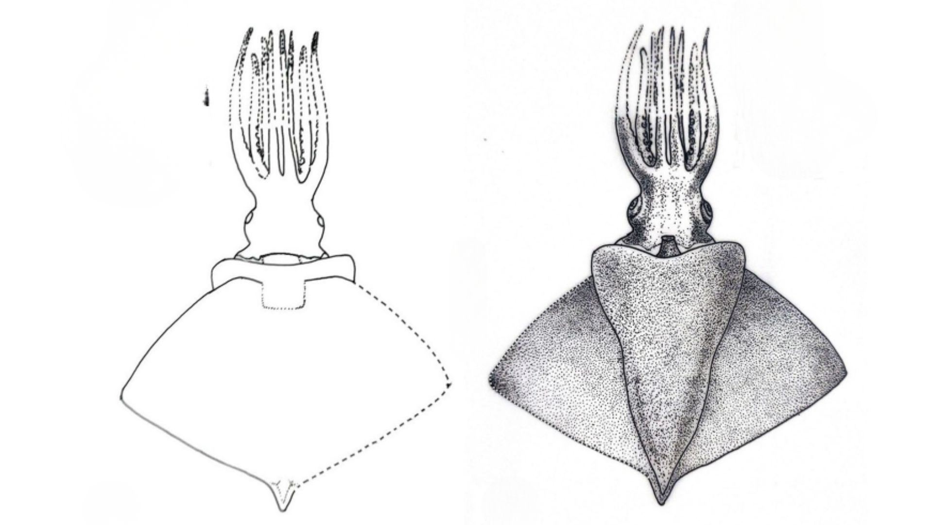 Meet the Indian Octopus Squid, the new giant deep-sea squid species discovered in Arabian Sea