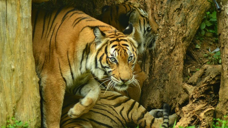 Understanding the Behavior of Panna's Reintroduced Tigers in Their New Home