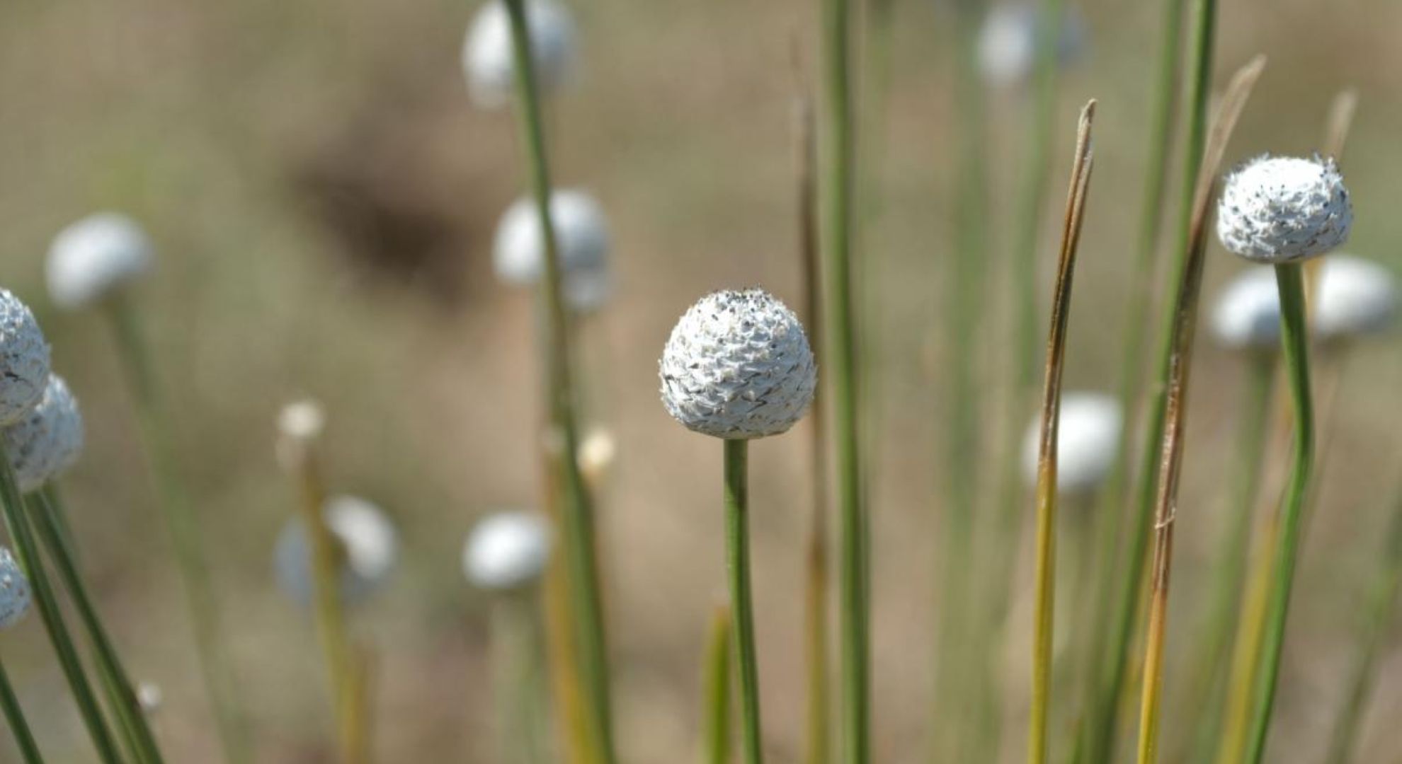 A new plant species discovered in the Western Ghats!