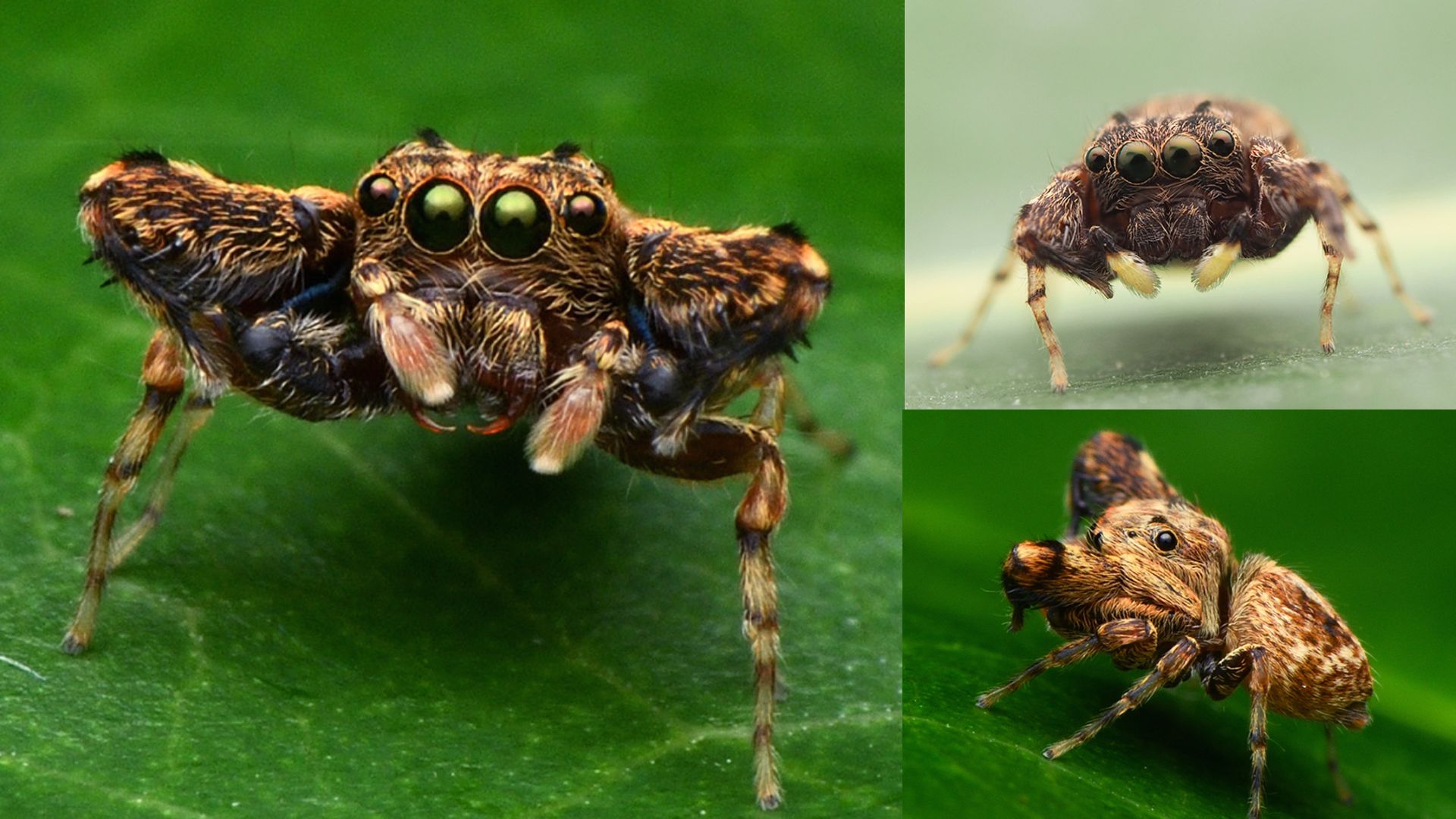 A Jumping spider genus rediscovered after 123 years, new species identified