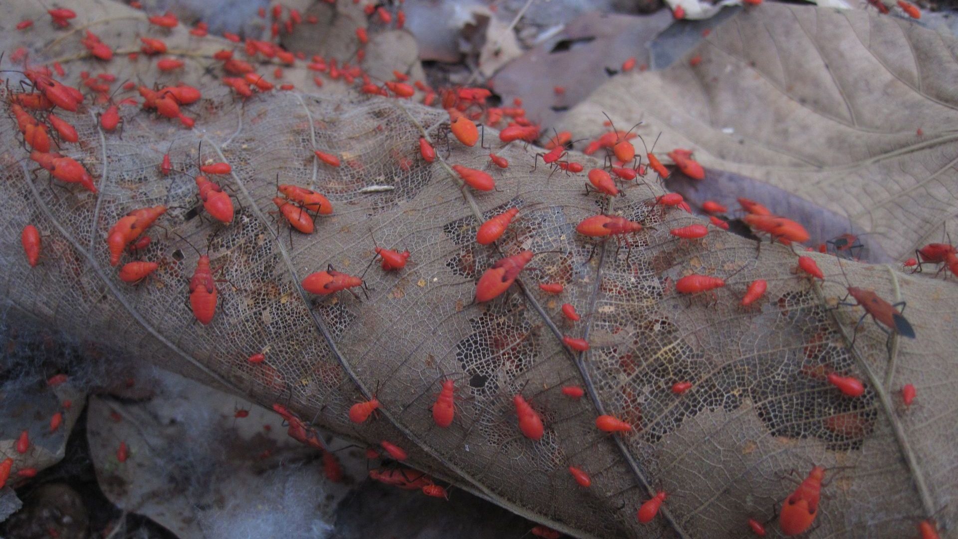 Rearing predators to control cotton pests