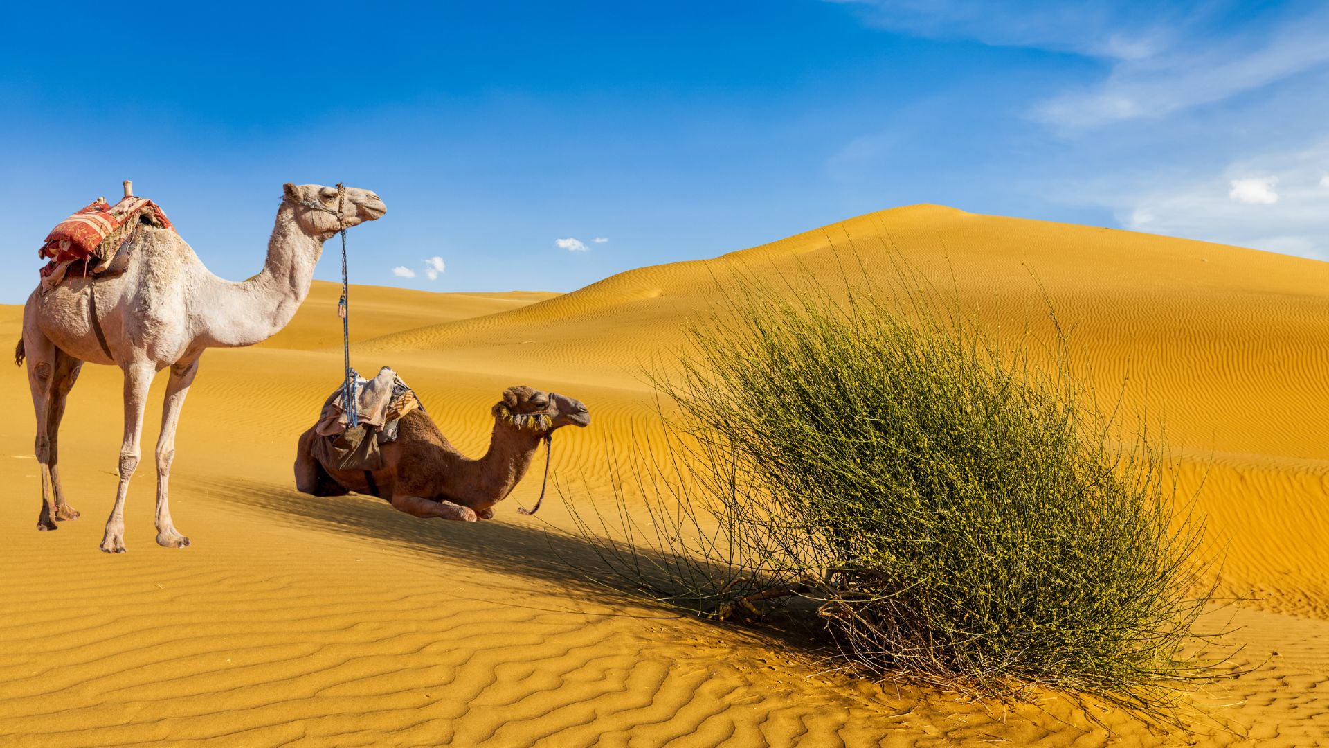 Satellite data shows the threat of desertification looms over Rajasthan