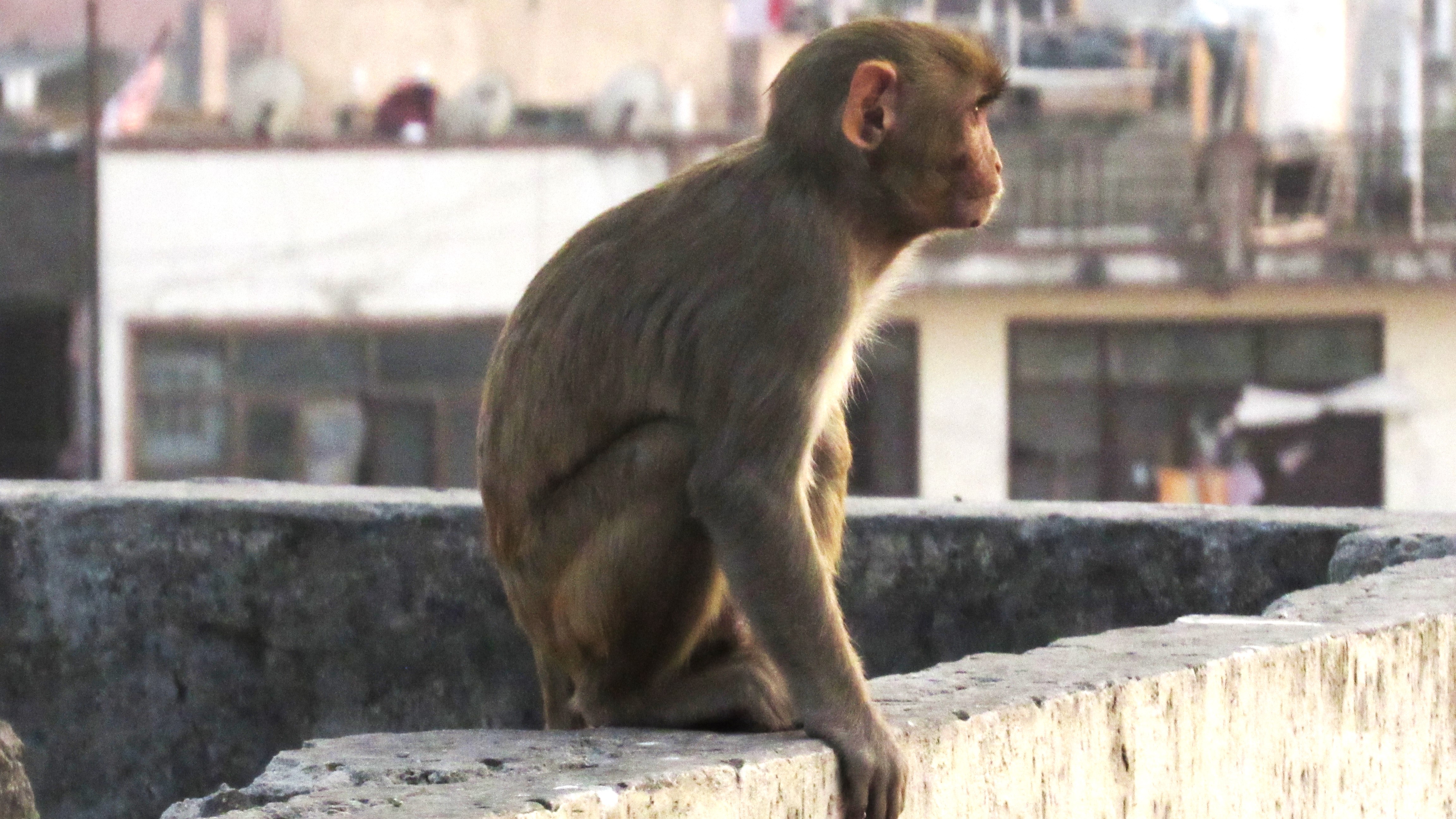A new genetic tool for non-invasive tracking of rhesus macaques