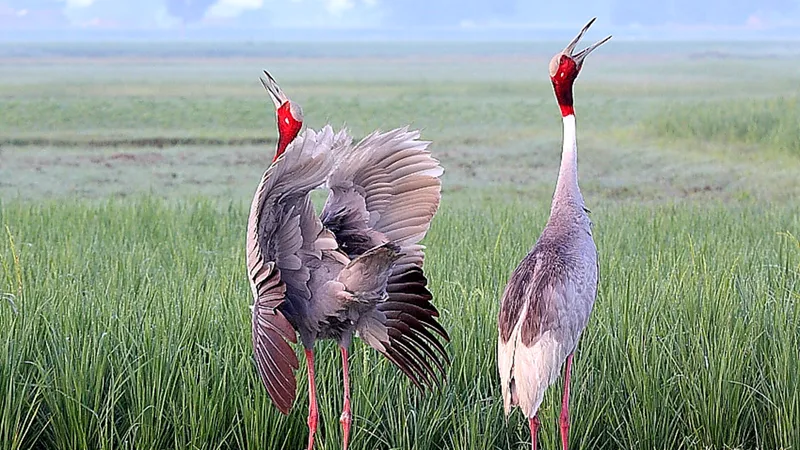 The Secret Language of Sarus Cranes: Using Duets to Identify Sex