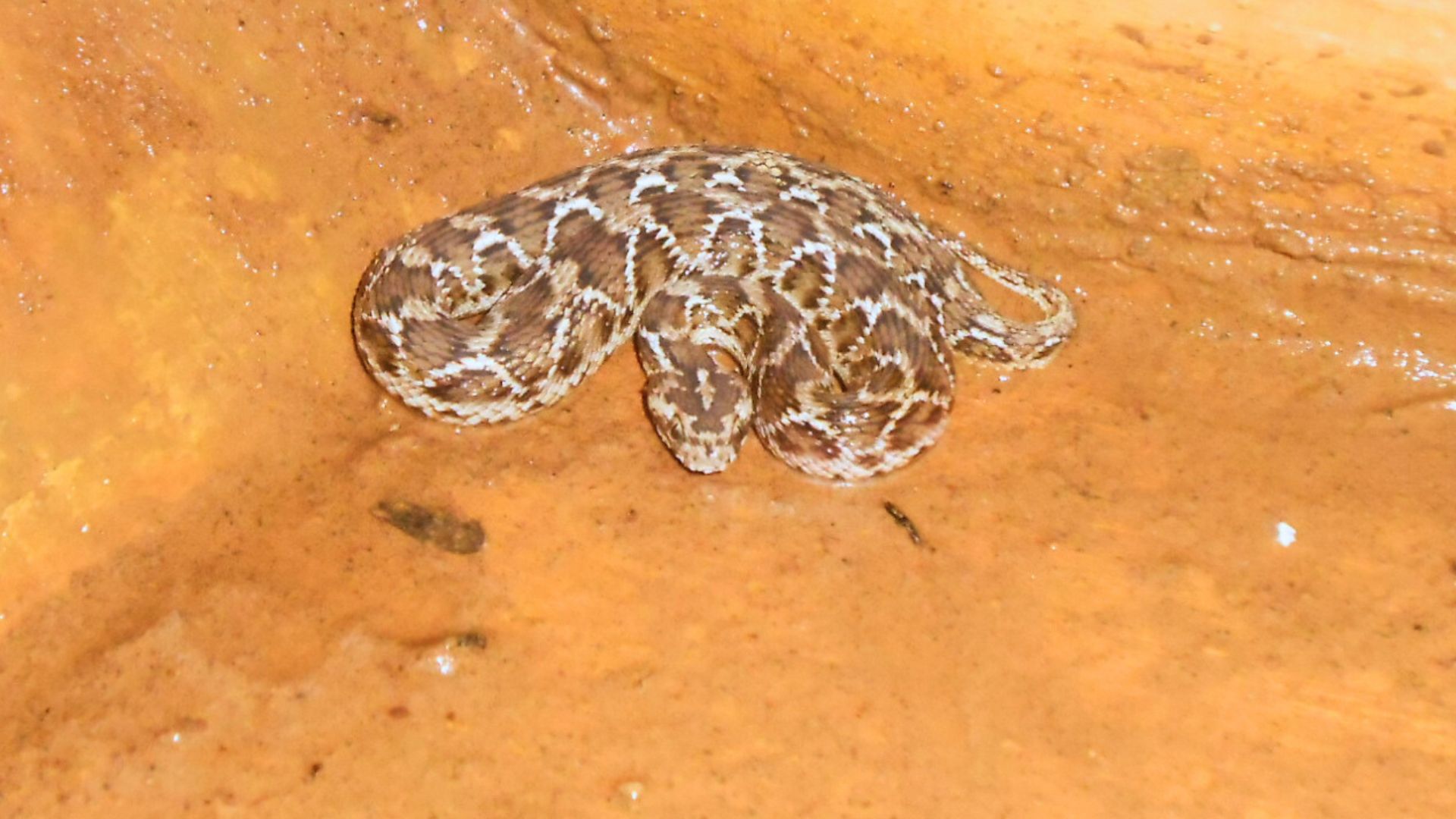 Current antivenom ineffective against a saw-scaled viper bite finds study
