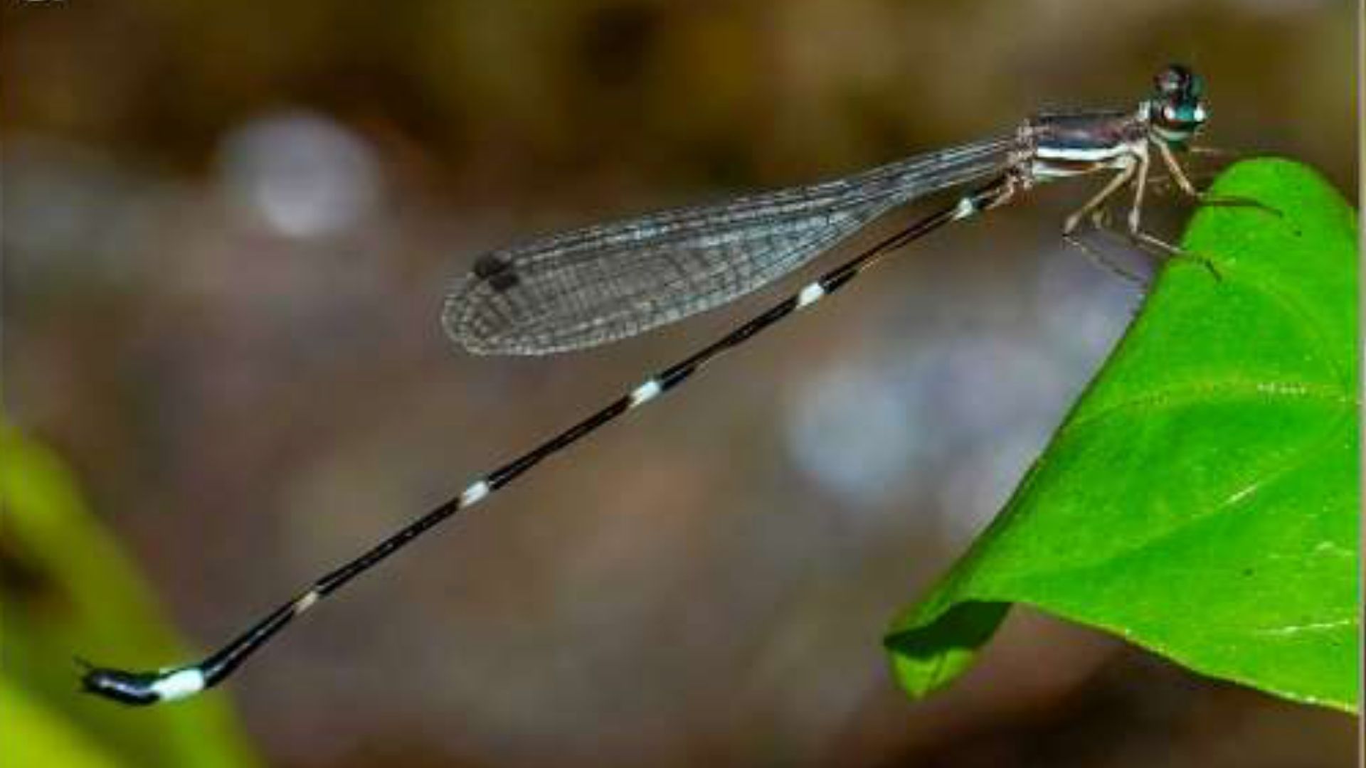 New Species of ‘Shadow’ damselfly discovered in Kodagu’s Western Ghats