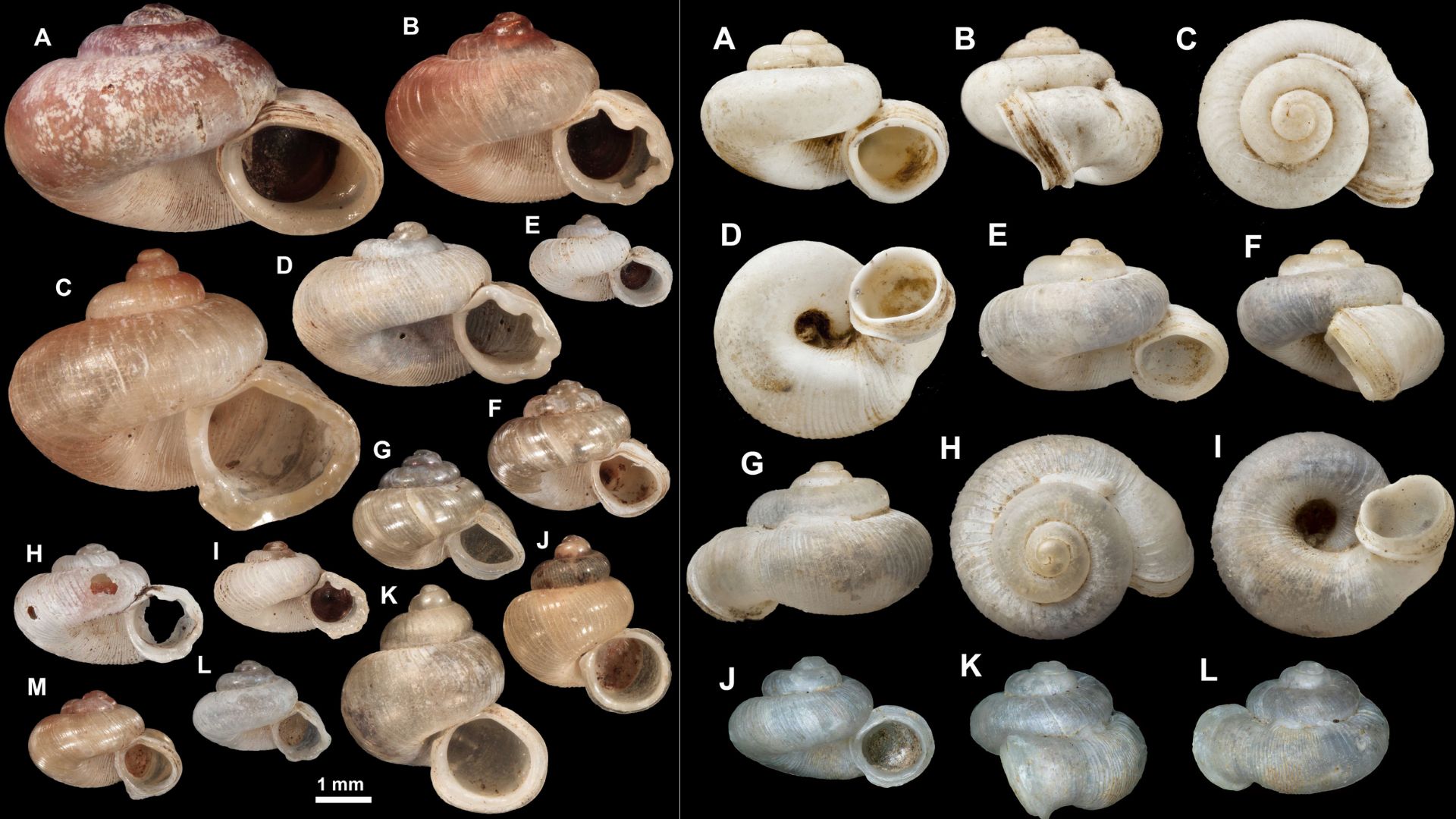 Researchers discover seven new snail species on India’s remote ‘Blue Mountain’ and correct century-old errors