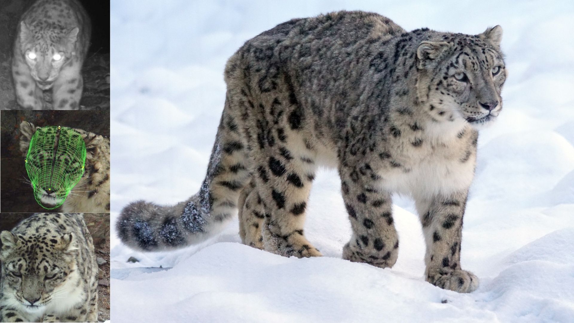 Most extensive survey of the elusive snow leopards undertaken in Ladakh
