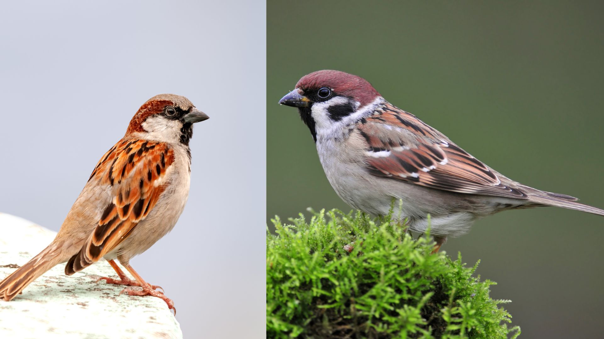 Urban stressors undermine extra effort by city-dwelling house sparrow mothers