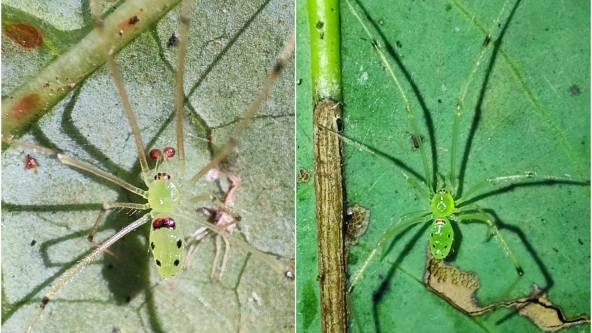 New 'Happy-Face' Spider Discovered in the Western Himalayas