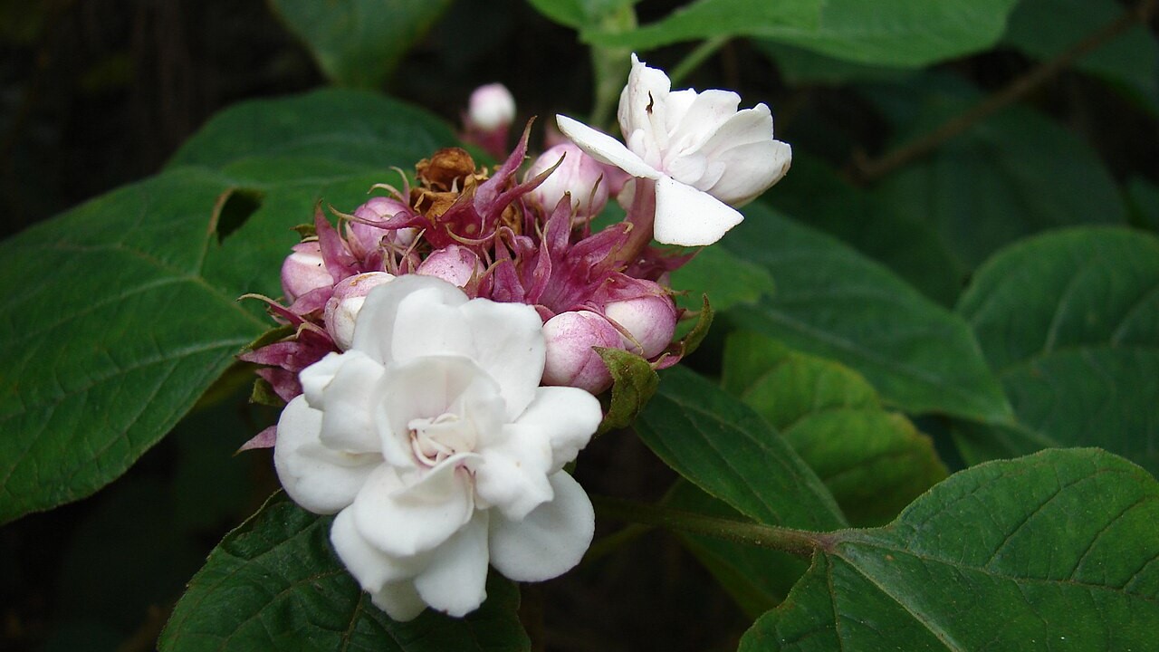 Floral economics: How Clerodendrum chinense flowers balance defence and attraction