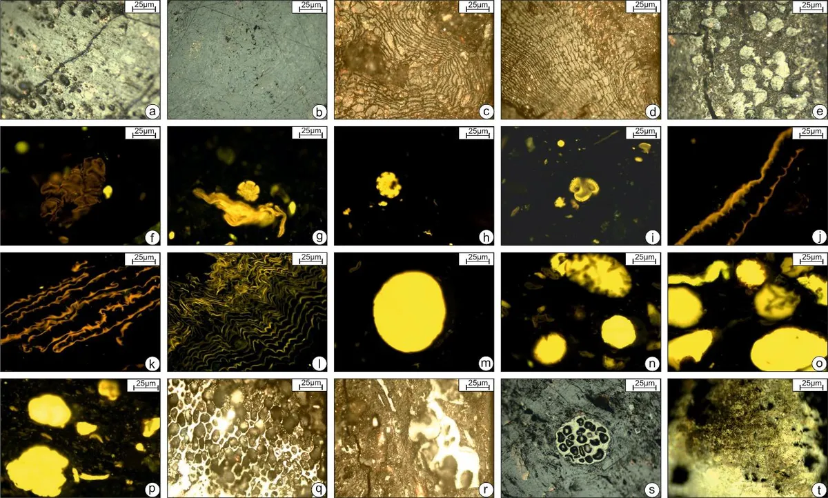 Eocene Fossils Reveal How Complex Life Thrived in Tropical India