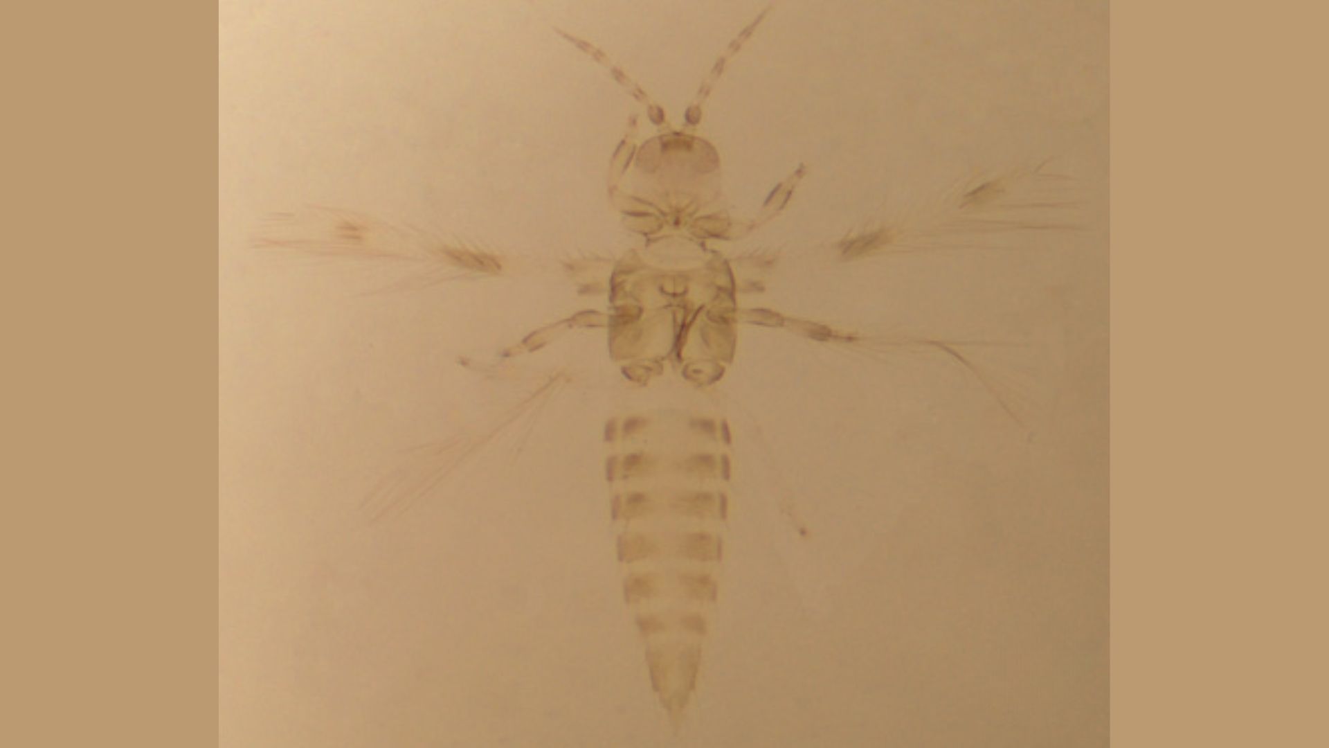 New 'Tiger River' thrips species discovered in the local flowers in Dakshina Kannada