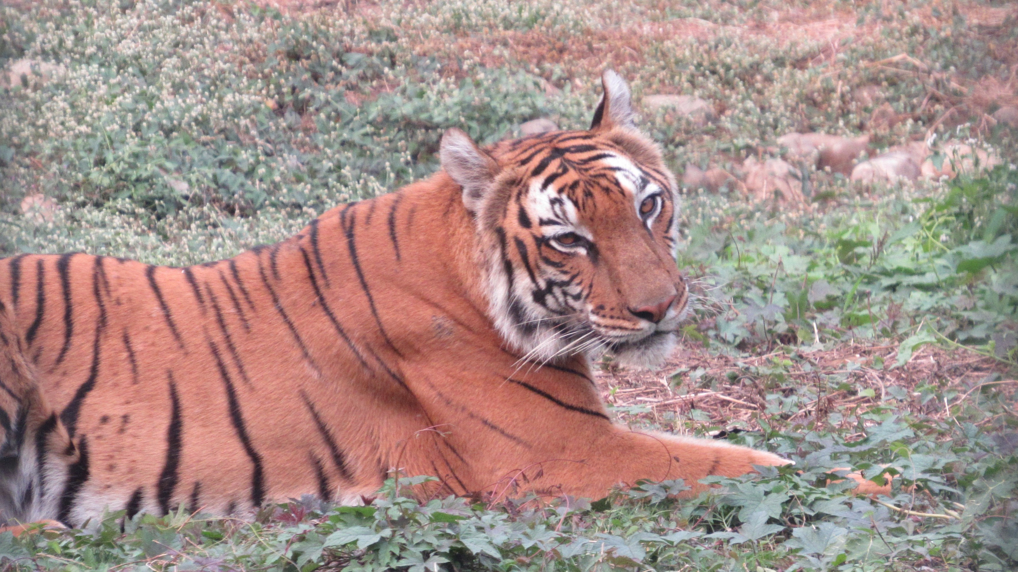 Tigers on the Move: The Secret Lives of Big Cats in a Human-Dominated World