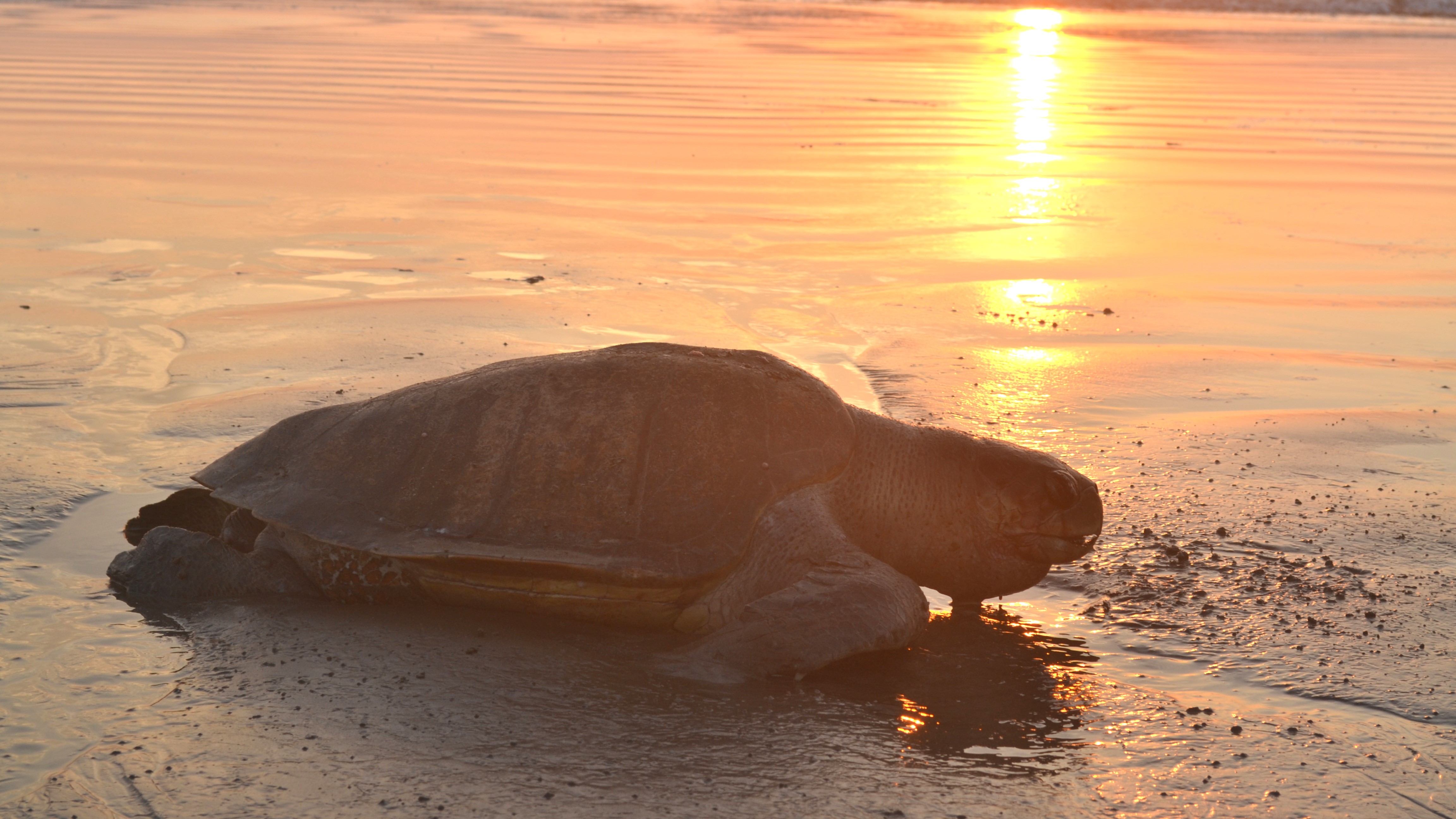 Climate change and seawalls are erasing sea turtle homes in Karnataka