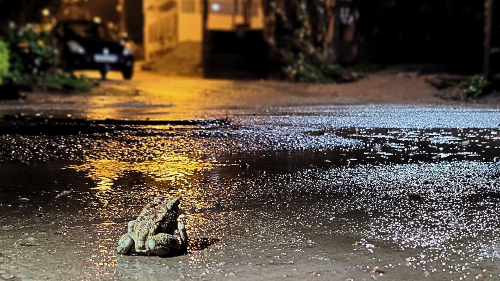 Bengaluru’s frogs show surprising resilience to urban sprawl