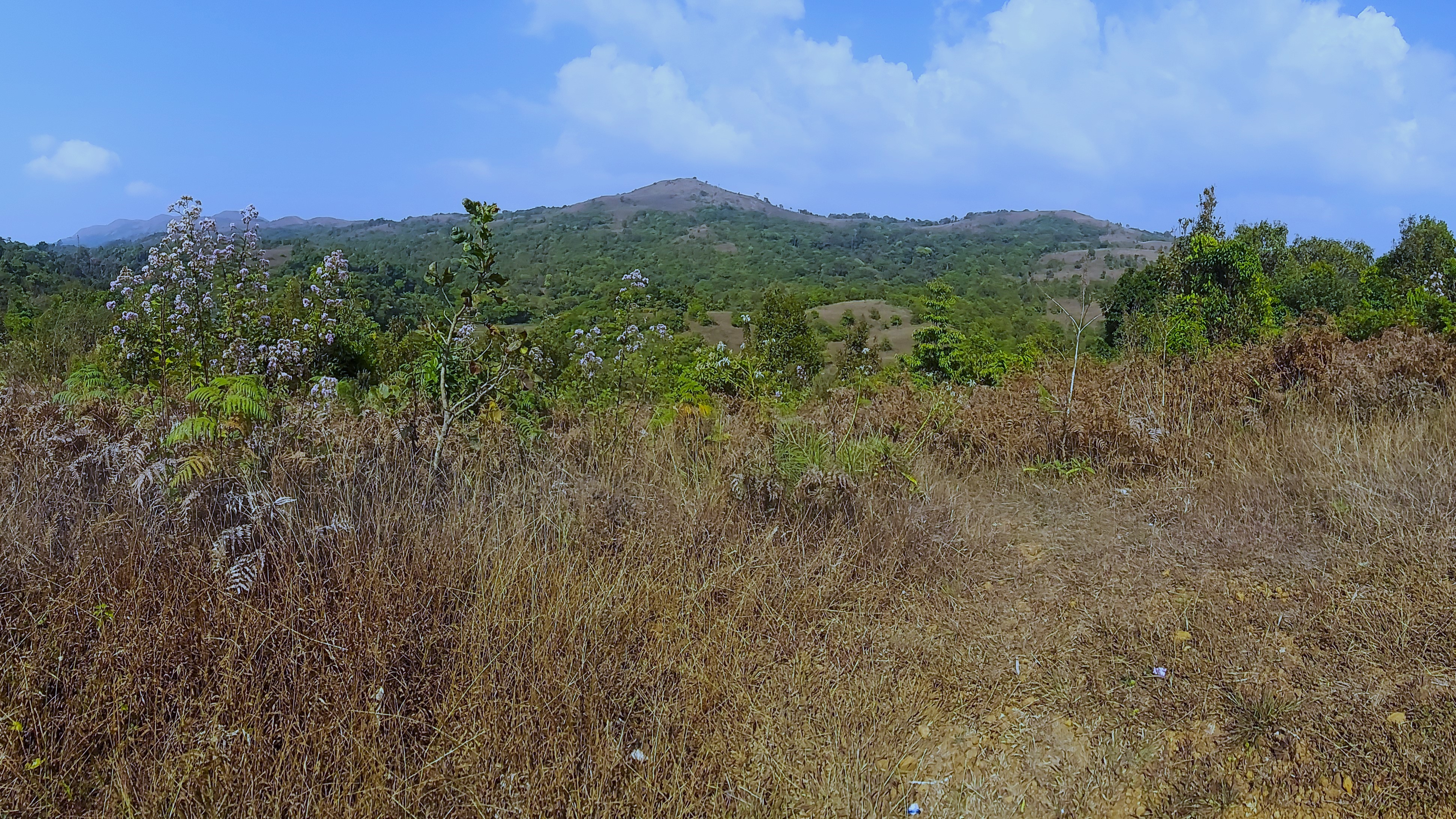 Climate and humanity's double-edged sword threaten the biodiversity and vegetation of Western Ghats