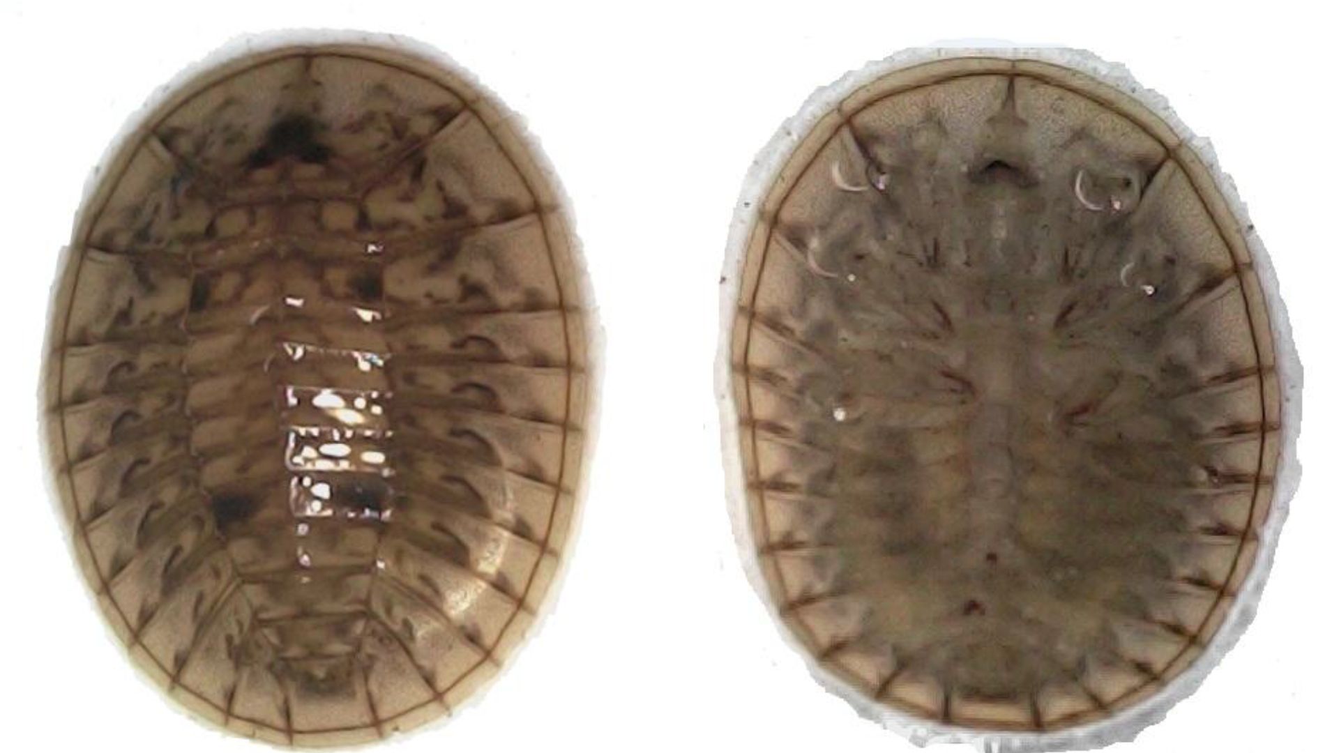 New water-penny beetle species discovered in India’s Western Ghats