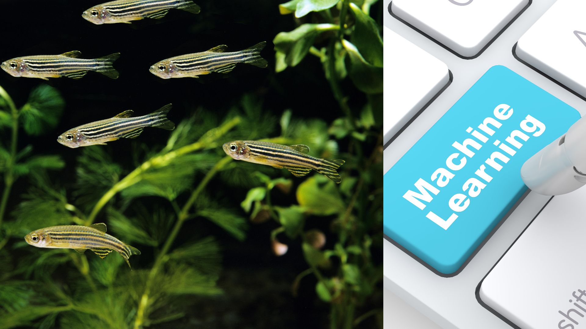 Fishy Feelings: How AI is Helping Us Understand Anxiety in Fish