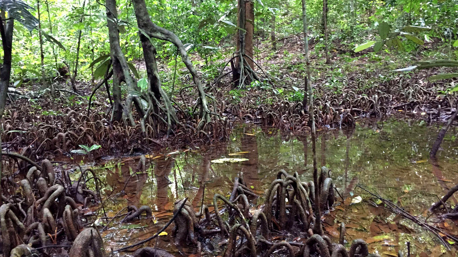 Diatoms respond to changes in the water of Myristica swamps