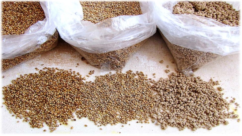 Small millets can help fight food insecurity during pandemics